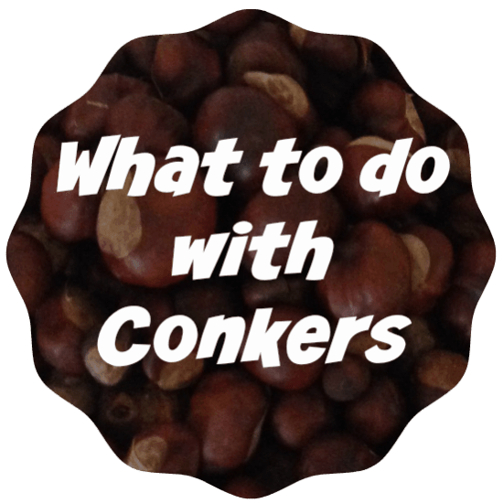 what to do with conkers