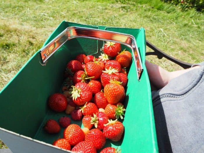 Why you should visit your local 'Pick Your Own' farm....