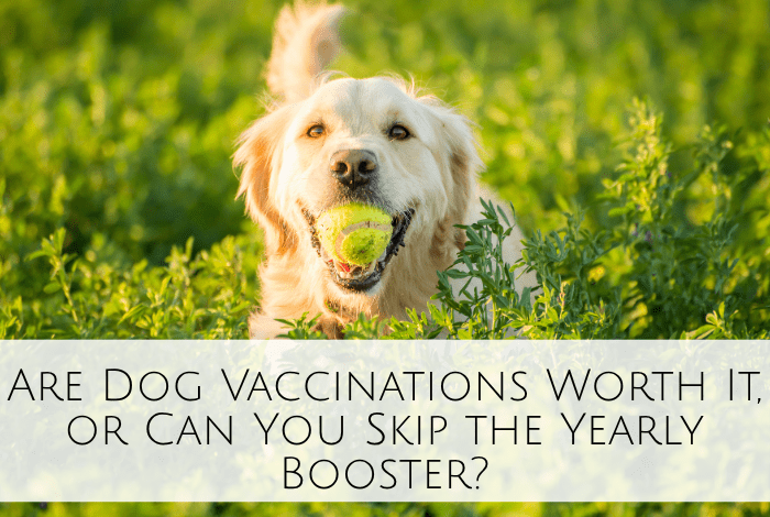 Are Dog Vaccinations Worth It, or Can You Skip the Yearly Booster? Are Dog Vaccinations Worth It, or Can You Skip the Yearly Booster