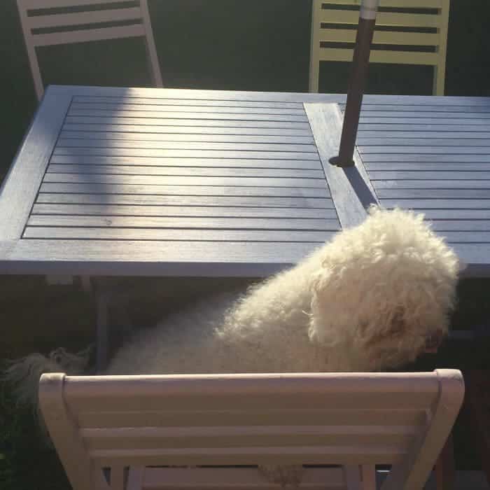 Buddy on the garden chair