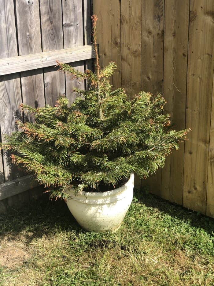 Re-homed Christmas tree