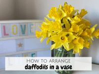How to arrange daffodils in a vase