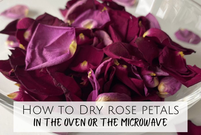 How to dry rose petals