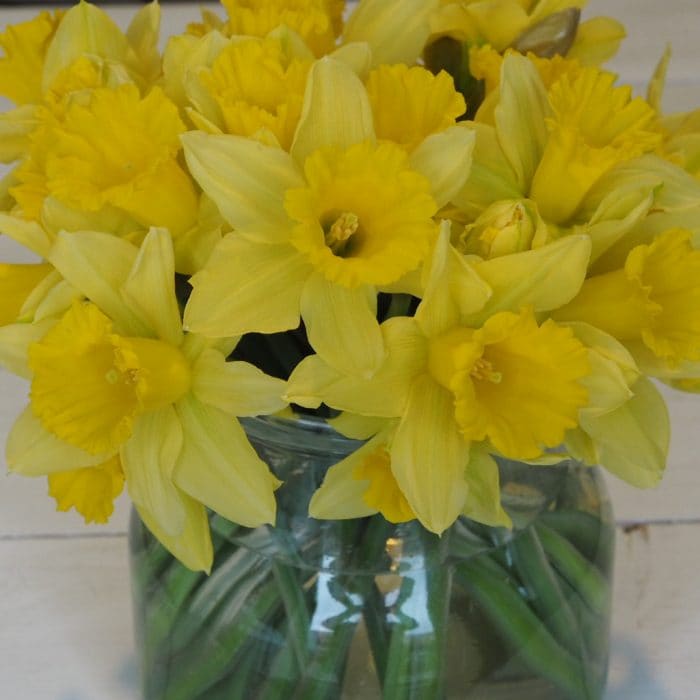 gorgeous daffodils