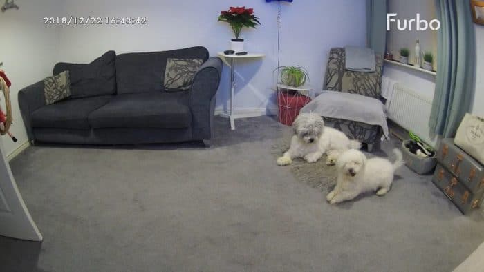 Furbo dog camera