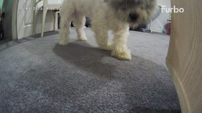 Furbo dog camera