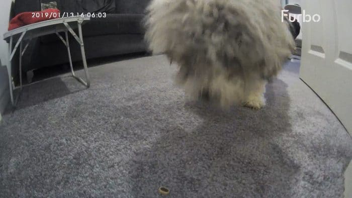 Furbo dog camera