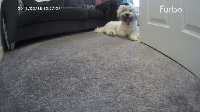 Furbo dog camera