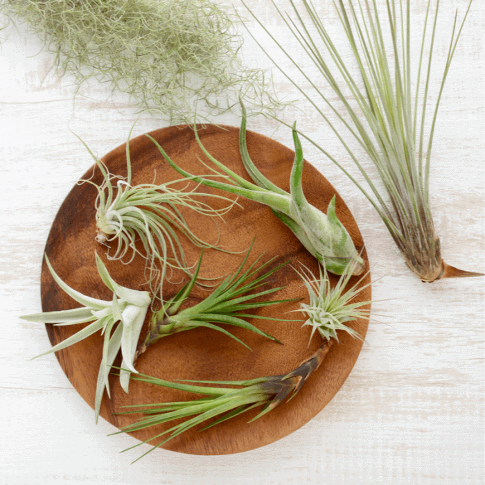 What is an air plant?