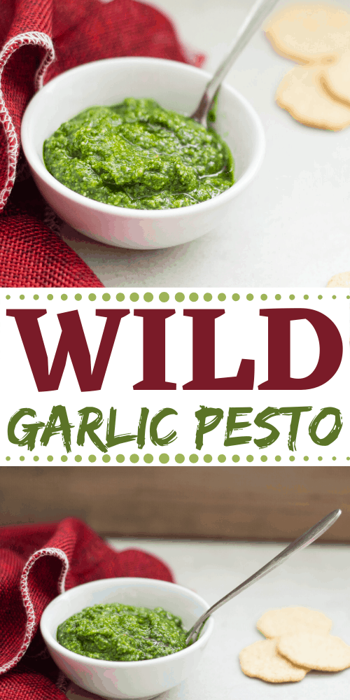 Wild garlic is one of the easiest foods to forage for because it's found in pretty much every area of woodland from late Winter to early Summer.   This fresh wild garlic pesto recipe is the perfect recipe to make with it!