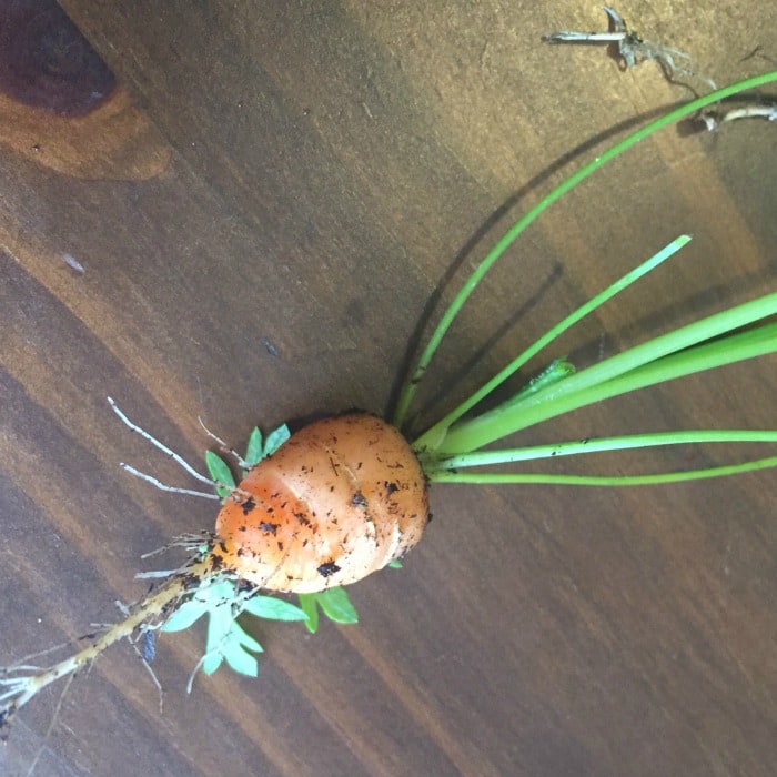 carrots-from-the-garden